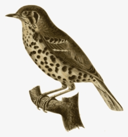 Bird Feathers Animal Free Photo - Brown Thrasher Png, Transparent Png, Free Download