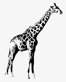 Giraffe, Wild, Animal, Wildlife, Nature, Africa, Jungle - Giraffe Stencil Black And White, HD Png Download, Free Download