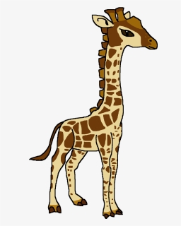 Angolan Giraffe , Png Download - Giraffe, Transparent Png, Free Download