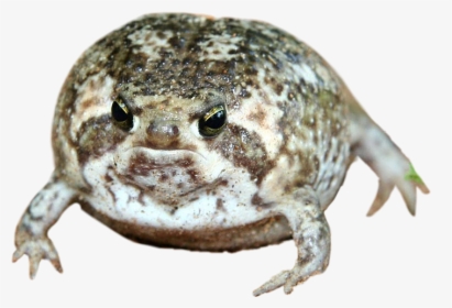 Frog Cute Round Fat Animal Toad - Desert Rain Frog, HD Png Download, Free Download