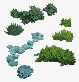 Architecture Plants Png, Transparent Png, Free Download