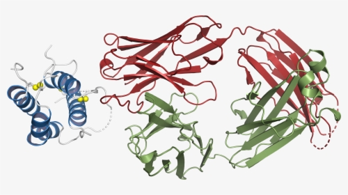 Structural Basis For Inhibition Of Tslp-signaling By - Illustration, HD Png Download, Free Download