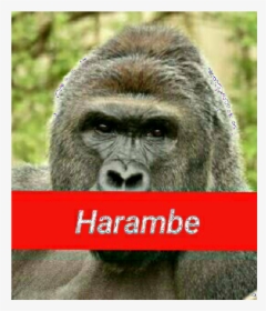 Transparent Harambe Png - Boy Gorilla, Png Download, Free Download