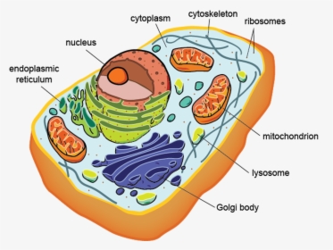 Cell Structure/function & Cell Membrane/transport - Eukaryotic Cell Prokaryotic Cells, HD Png Download, Free Download