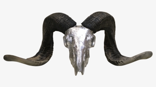 Silver Rams Head With Horns - Horn, HD Png Download, Free Download