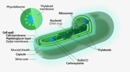 Spirulina Cyanobacterium Poptidoglycan Cell Wall, What - Blue Green Algae Structure, HD Png Download, Free Download