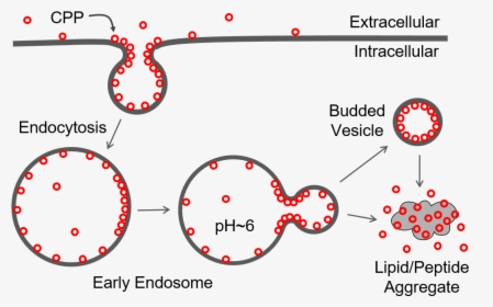 Cell Penetrating Peptide Endocytosis, HD Png Download, Free Download
