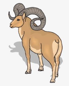 Clipart Rocky Mountain Bighorn Sheep, HD Png Download, Free Download