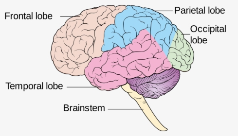 Diagram Showing The Lobes Of The Brain Cruk - Human Brain Lobes Diagram, HD Png Download, Free Download