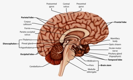 Brain Clipart With Labels, HD Png Download - kindpng