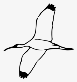 White Birds Flying Clipart , Png Download - Scarlet Ibis Bird Outline, Transparent Png, Free Download