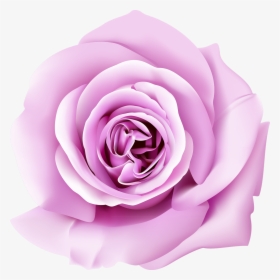 Garden Roses Wall Paper Wallpaper - Wallpaper, HD Png Download, Free Download