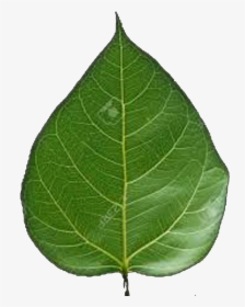 Transparent Peepal Leaf Png, Png Download, Free Download