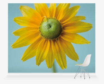 Sunflower, HD Png Download, Free Download