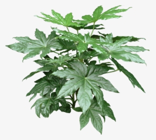 House Plant With Star Shaped Leaves, HD Png Download, Free Download