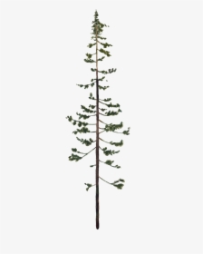 Oregon Pine, HD Png Download, Free Download