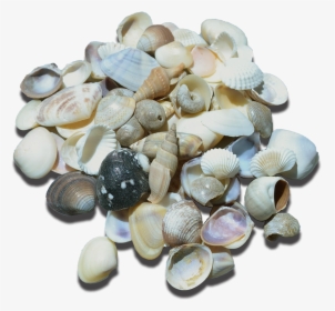 Indian Mix Assorted Craft Seashells Small, HD Png Download, Free Download