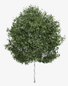 Silver Birch Tree Png, Transparent Png, Free Download