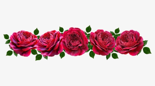 Flowers, Red, Roses, Romantic, Banner - Hybrid Tea Rose, HD Png Download, Free Download