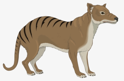 Angry, Stripes, Strange, Animal, Tail, Growl, Growling - Thylacine Clipart, HD Png Download, Free Download