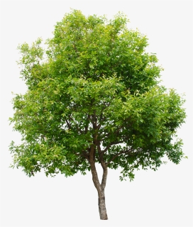 Tree, Isolated, Summer, Green, Garden, Decoration - Tree Png, Transparent Png, Free Download