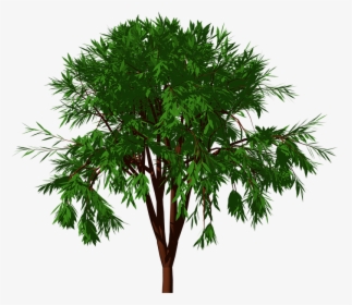 Tree, Nature, Forest, Garden, Landscape, Natural, Green - Tree, HD Png Download, Free Download