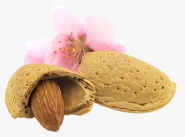 Almond Png - Almond Flower Png, Transparent Png, Free Download