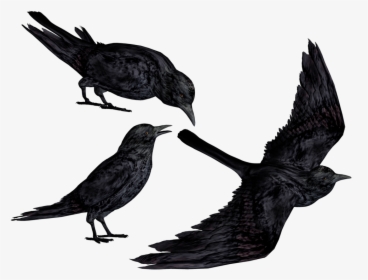 Black Crows Png Clipart , Png Download - Anime Crow Png, Transparent Png, Free Download