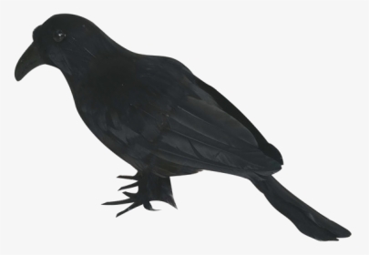 Halloween Crow Png Image - Black Crows Birds, Transparent Png, Free Download
