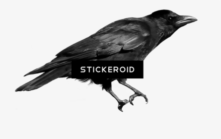 Crows , Png Download - Crow Sound Name In English, Transparent Png, Free Download
