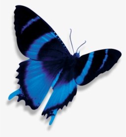 Transparent Blue Butterfly Png - Dark Blue Butterfly Png, Png Download, Free Download