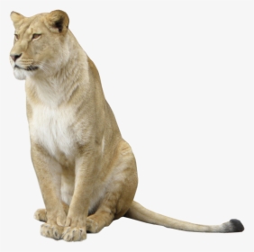 Lion Animal - Lioness Png, Transparent Png, Free Download