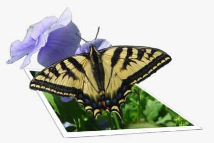 Photoshop 3d Image Of A Butterfly - Papilio Machaon, HD Png Download, Free Download