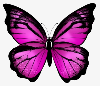 Png Images Of Butterfly, Transparent Png, Free Download