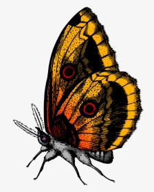Butterfly 18 Clip Arts - Butterfly Hd Images Download, HD Png Download, Free Download