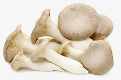 Mushroom Oyster, HD Png Download, Free Download
