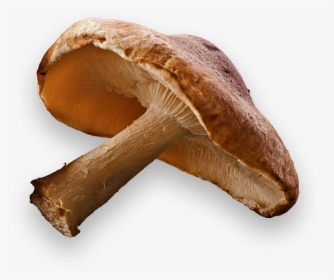 Shiitake Mushroom Transparent Background, HD Png Download, Free Download