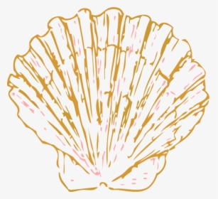 Coral Sea Shell Clip Art, HD Png Download, Free Download