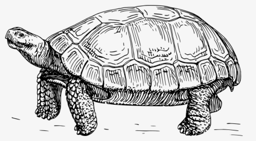 Tortoise - Diagram Of A Tortoise, HD Png Download, Free Download