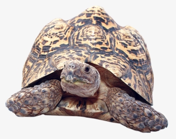 Clipart Turtle Gopher Tortoise - Gopher Tortoise No Background, HD Png Download, Free Download