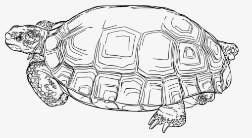 Animal Nature Reptile Tortoise Turtle - Tortoise Images Clip Art, HD Png Download, Free Download