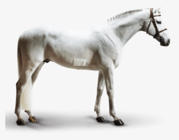 Alicante - Stallion, HD Png Download, Free Download
