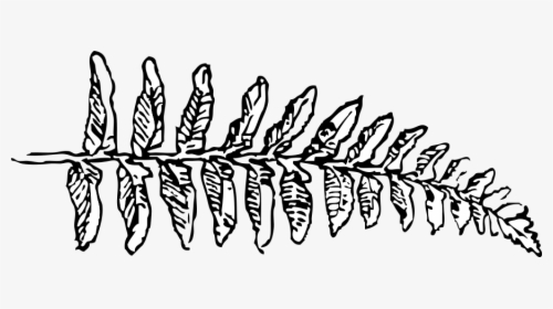 Fern Branch Clipart - Fern Black And White Clip Art, HD Png Download, Free Download