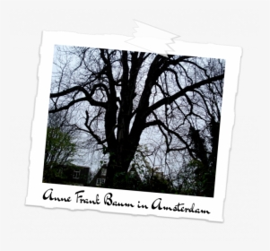 Anne Frank's Tree, HD Png Download, Free Download