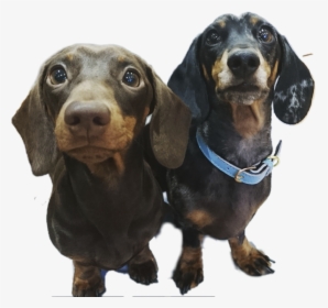 #dachshund #sausagedog #weinerdog #dog #dogsofinstagram - Dachshund, HD Png Download, Free Download