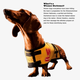 Wienernationals Main - Wiener Schnitzel Dog, HD Png Download, Free Download