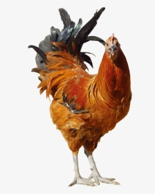 Transparent Chicken Animal, HD Png Download, Free Download