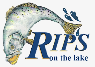Rips On The Lake - Marine Mammal, HD Png Download, Free Download