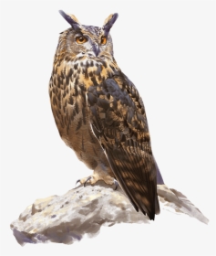 Great Horned Owl, HD Png Download, Free Download