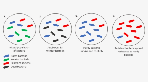 Diagram, HD Png Download, Free Download